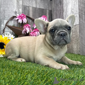 Photo №3. Chiot bulldog français gratuit pour adoption. La Grande-Bretagne