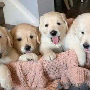 Photo №1. golden retriever - à vendre en ville de Exter | 1000€ | Annonce №164192