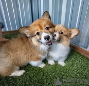 Photo №1. welsh corgi - à vendre en ville de Васа | Gratuit | Annonce №127878