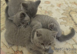 Photo №1. british shorthair - à vendre en ville de Ипр | Gratuit | Annonce № 128205