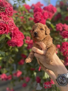 Photo №4. Je vais vendre caniche (jouet) en ville de Subotica. annonce privée - prix - négocié