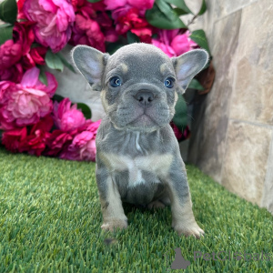 Photo №2 de l'annonce № 175386 de la vente bouledogue - acheter à USA annonce privée