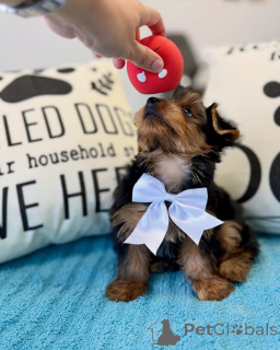 Photo №1. yorkshire terrier - à vendre en ville de Fracasse | négocié | Annonce №178085