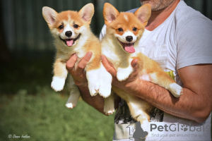 Photos supplémentaires: Chiots Welsh Corgi Pembroke