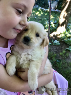 Photos supplémentaires: Golden retriever