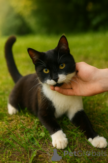 Photo №3. À la recherche d'une maison incroyable vendredi Jentlme! MOSKVA et MO.. Fédération de Russie