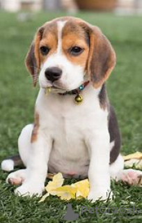 Photo №1. beagle - à vendre en ville de Texas City | 95€ | Annonce №100456