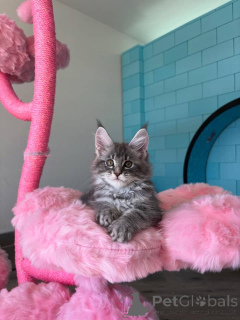 Photo №2 de l'annonce № 168179 de la vente maine coon - acheter à Allemagne éleveur