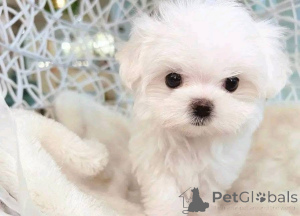 Photo №3. Prêt pour une nouvelle maison, boîte de réception si vous voulez lui donner une. USA