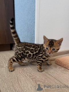 Photo №1. bengal - à vendre en ville de Norrköping | négocié | Annonce № 171198