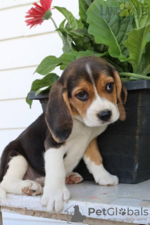 Photo №3. Chiots beagle contrôlés par le vétérinaire. Portugal