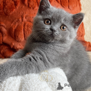 Photo №3. Bella, l'élégante petite princesse. Allemagne