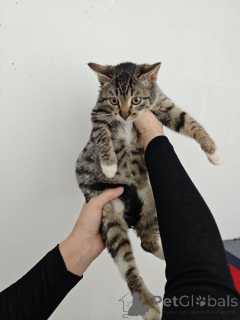 Photo №4. Je vais vendre  en ville de Rivière moscou. annonce privée - prix - Gratuit