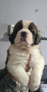 Photo №4. Je vais vendre saint-bernard en ville de Vilnius.  - prix - 350€