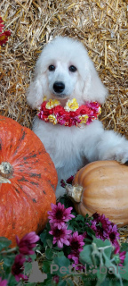 Photos supplémentaires: Chiots Caniche Royal à vendre