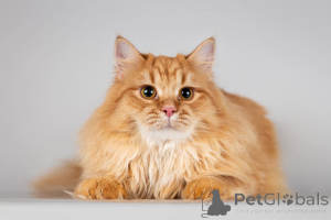 Photo №4. Je vais vendre  en ville de Khimki. de l'abri - prix - Gratuit