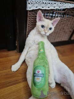 Photo №3. Nous avons les merveilleux Devon-Rex-Kätzchen tels qu'un mensonge et une. Allemagne