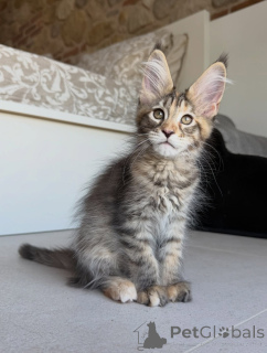 Photo №1. maine coon - à vendre en ville de Stockholm | négocié | Annonce № 171095