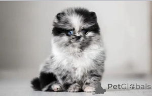 Photo №3. Poméranien formé aux toilettes. USA