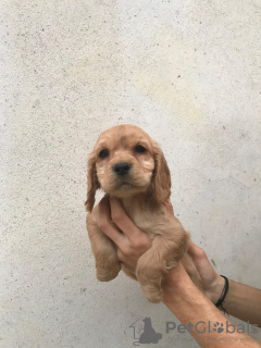 Photo №4. Je vais vendre cocker américain en ville de Erbaa. annonce privée - prix - 691€