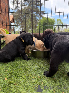 Photo №4. Je vais vendre labrador retriever en ville de Berlin. éleveur - prix - négocié