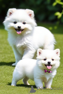 Photo №1.  - à vendre en ville de Bellinzona | négocié | Annonce №137601