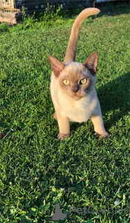 Photo №1. burmese - à vendre en ville de Füssen | 350€ | Annonce № 154160