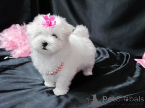 Photo №1.  - à vendre en ville de Vienna | Gratuit | Annonce №143875