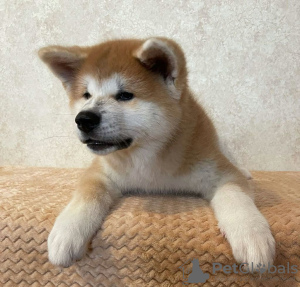 Photo №1. akita (chien) - à vendre en ville de Москва | 1027€ | Annonce №13109