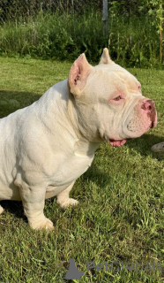 Photo №3. Bools américains. Biélorussie