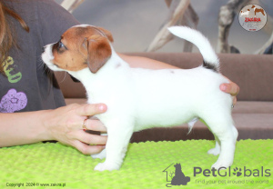 Photo №3. Jack Russell Terrier, chien, Zakira FCI. Pologne