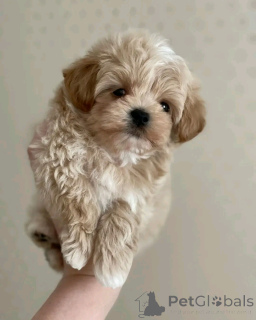Photo №3. TEACUP-Maltipoo-welpen Stehen Zur Adoption Bereit. Allemagne
