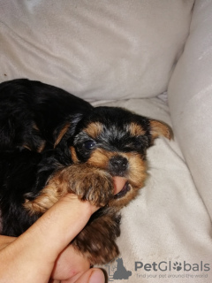 Photo №3. Les chiots Yorkie au visage de bébé sont complètement prêts à partir.. La Lettonie