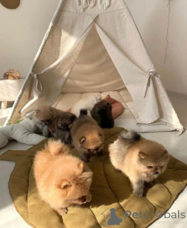 Photo №3. Parduodami žavingi Pomeranijos špicų šuniukai. homme rasykite. Lituanie