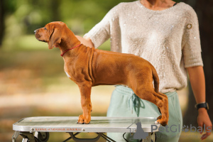 Photos supplémentaires: Chiots Rhodesian Ridgeback