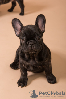 Photo №1. bouledogue - à vendre en ville de Munich | 400€ | Annonce №124651