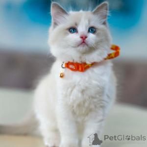 Photo №1. ragdoll - à vendre en ville de Bamberg | négocié | Annonce № 160272