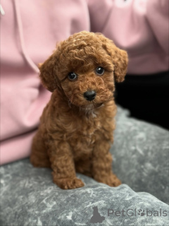 Photo №1. maltipu - à vendre en ville de En premier plan | 630€ | Annonce №159567