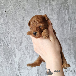 Photo №2 de l'annonce № 164023 de la vente caniche (jouet) - acheter à La finlande annonce privée, de l'abri