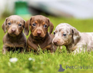 Photo №1. labrador retriever - à vendre en ville de Riverside | 495€ | Annonce №143164