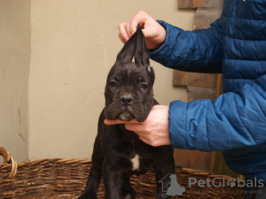 Photos supplémentaires: Chiots cane corso à vendre