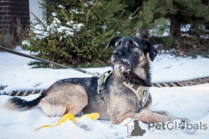 Photo №4. Je vais vendre chien bâtard en ville de Москва. annonce privée - prix - Gratuit