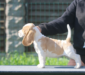 Photos supplémentaires: Une fille aristocrate à la recherche d'une taupe. Beagle