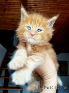 Photo №1. maine coon - à vendre en ville de Anderlecht | négocié | Annonce № 166814