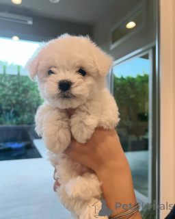 Photo №3. Beaux chiots Bichon de race. France