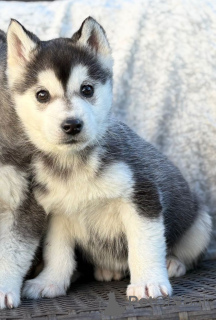 Photo №2 de l'annonce № 161431 de la vente husky de sibérie - acheter à Belgique annonce privée