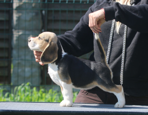 Photo №2 de l'annonce № 2909 de la vente beagle - acheter à Biélorussie de la fourrière