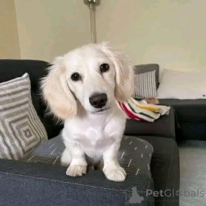 Photo №2 de l'annonce № 164547 de la vente teckel - acheter à La finlande annonce privée, de l'abri