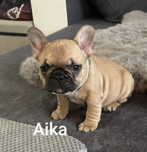 Photo №1. bouledogue - à vendre en ville de Lige | Gratuit | Annonce №161867