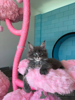 Photo №4. Je vais vendre maine coon en ville de Berlin. éleveur - prix - négocié